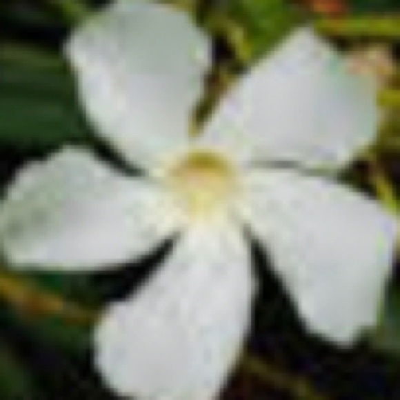 Meet your Posher, Honor - Picture 1 of 1